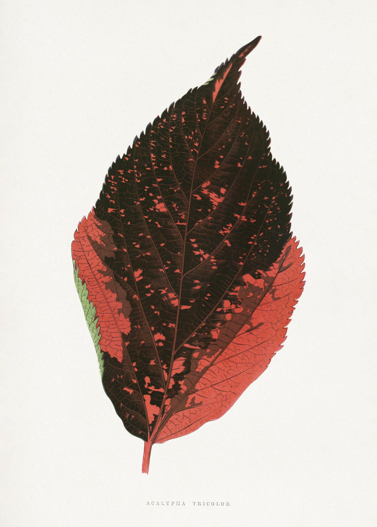 framedposter-print-acalypha-tricolor-leaf-illustration