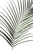 aluminium-print-vibrant-green-palm-leaf