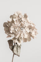 acrylic-print-beige-dried-flower