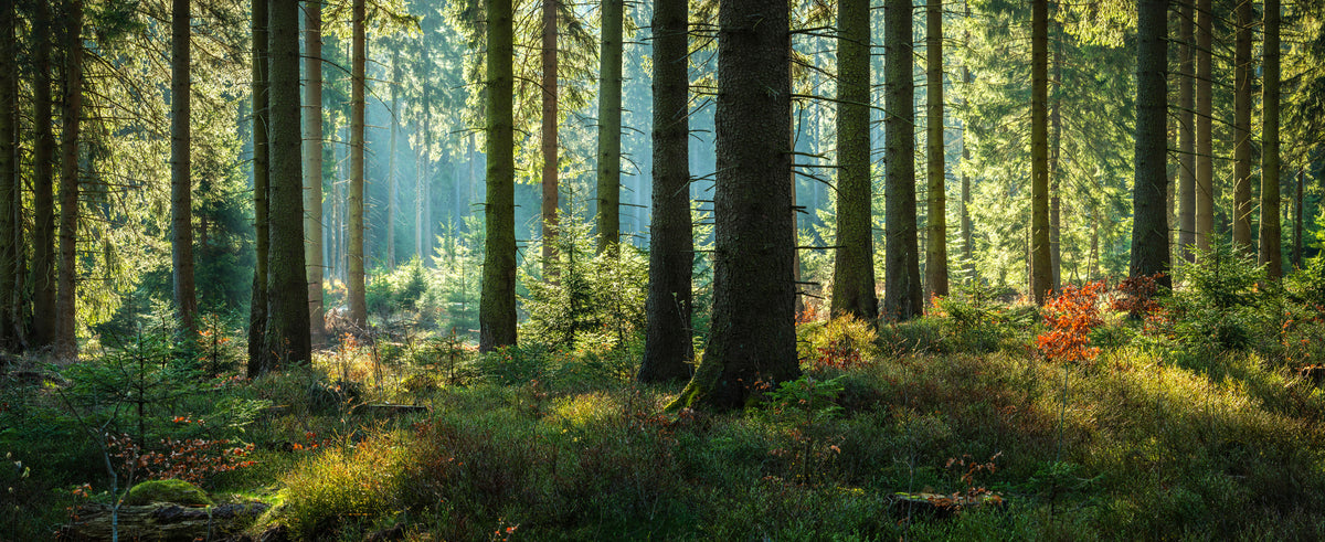 panoramic-poster-print-sunny-forest-of-spruce-trees-in-autumn-panorama
