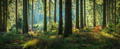 panoramic-poster-print-sunny-forest-of-spruce-trees-in-autumn-panorama