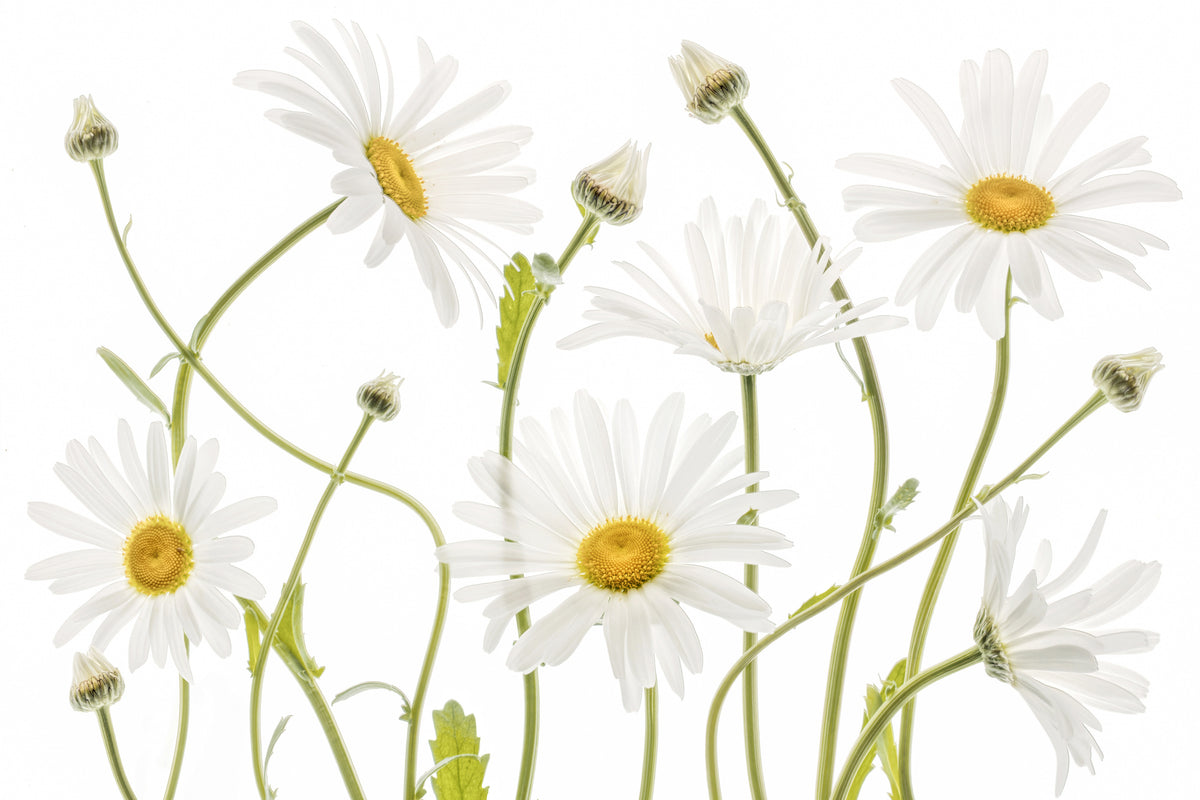 framedposter-print-ox-eye-daisies