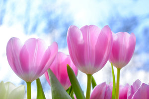 framedposter-print-tulips-in-nature