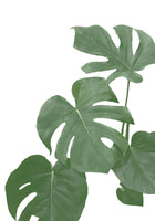 framedposter-print-monstera-aqua-03