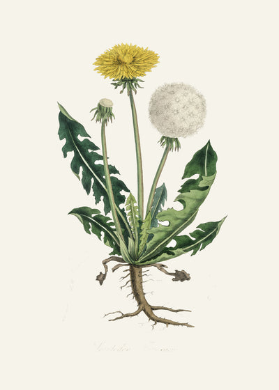 poster-print-leontodon-taraxacuma-medical-botany
