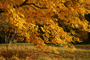 acrylic-print-the-magnificent-autumn-tree