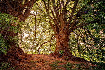 poster-print-in-the-dense-forest