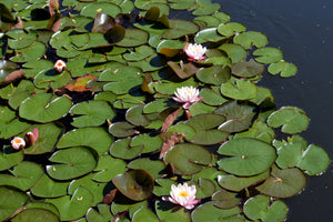 3-piece-aluminium-print-white-water-lilies-in-the-pond