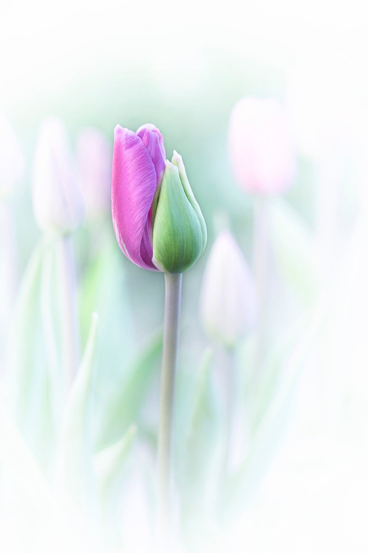 acrylic-print-elegant-x
