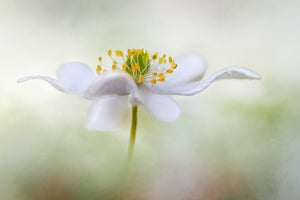 canvas-print-nemorosa