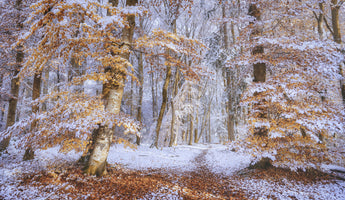 aluminium-print-early-snow