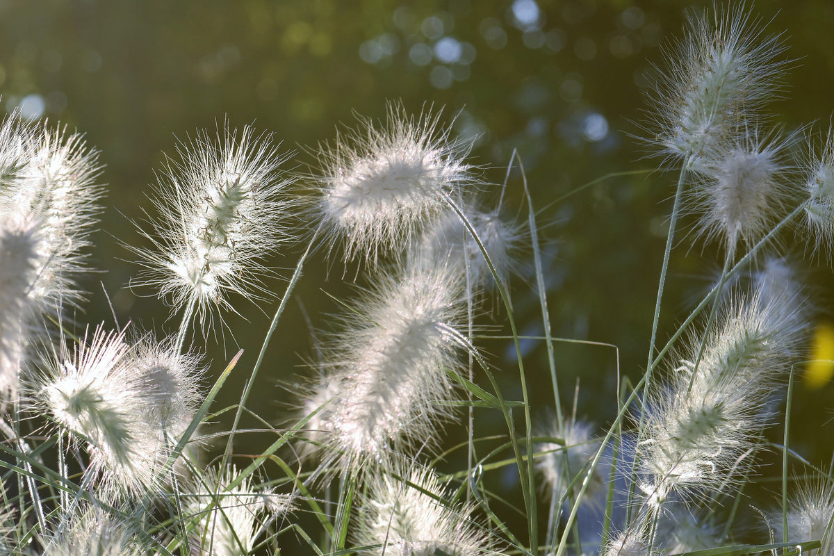 3-piece-canvas-print-ornamental-grasses-in-xl