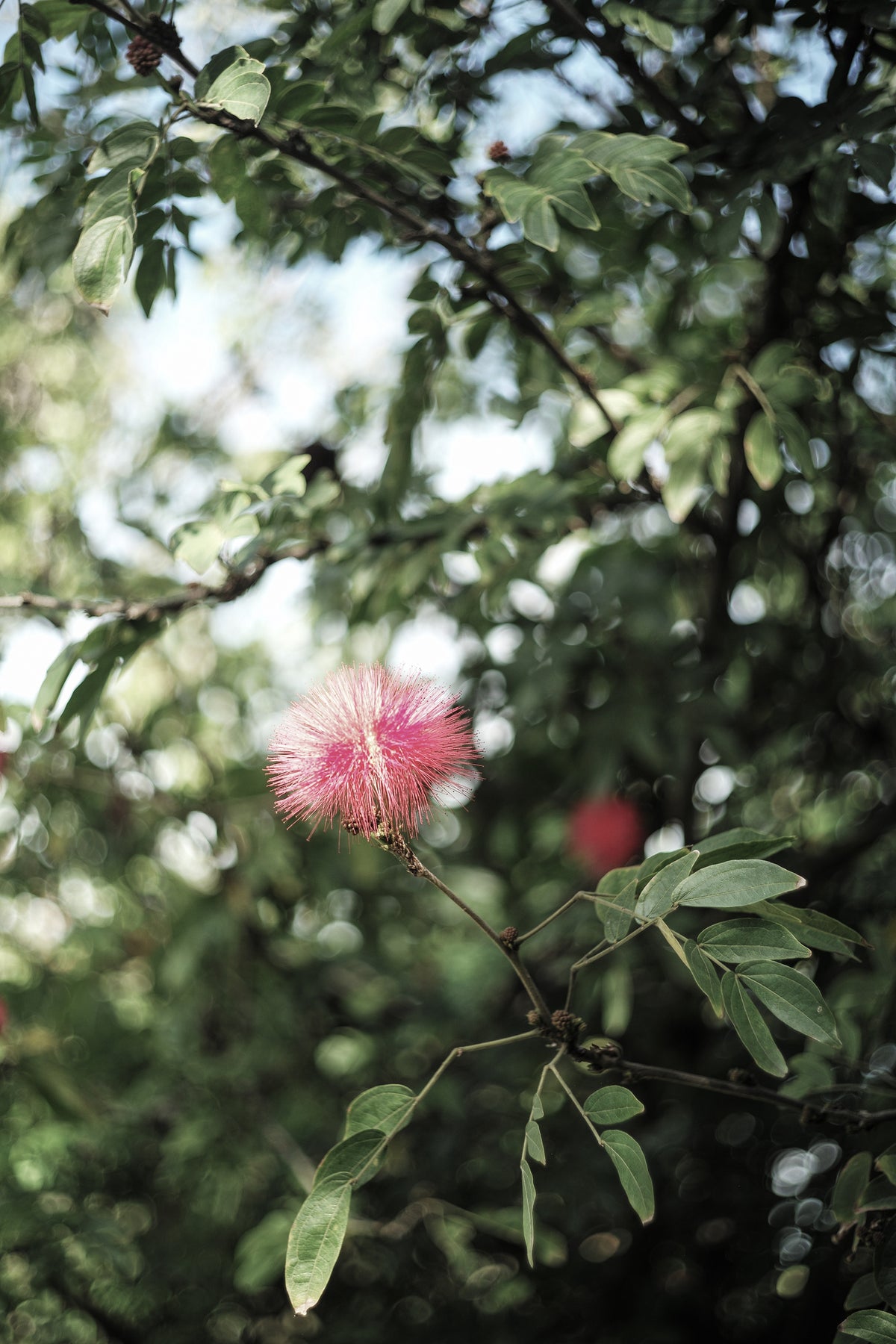 framedposter-print-petal-brush