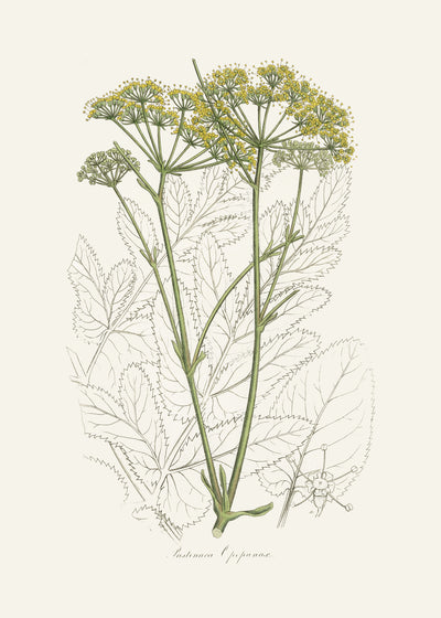 poster-print-opobalsam-pastinaca-opopanax-medical-botany