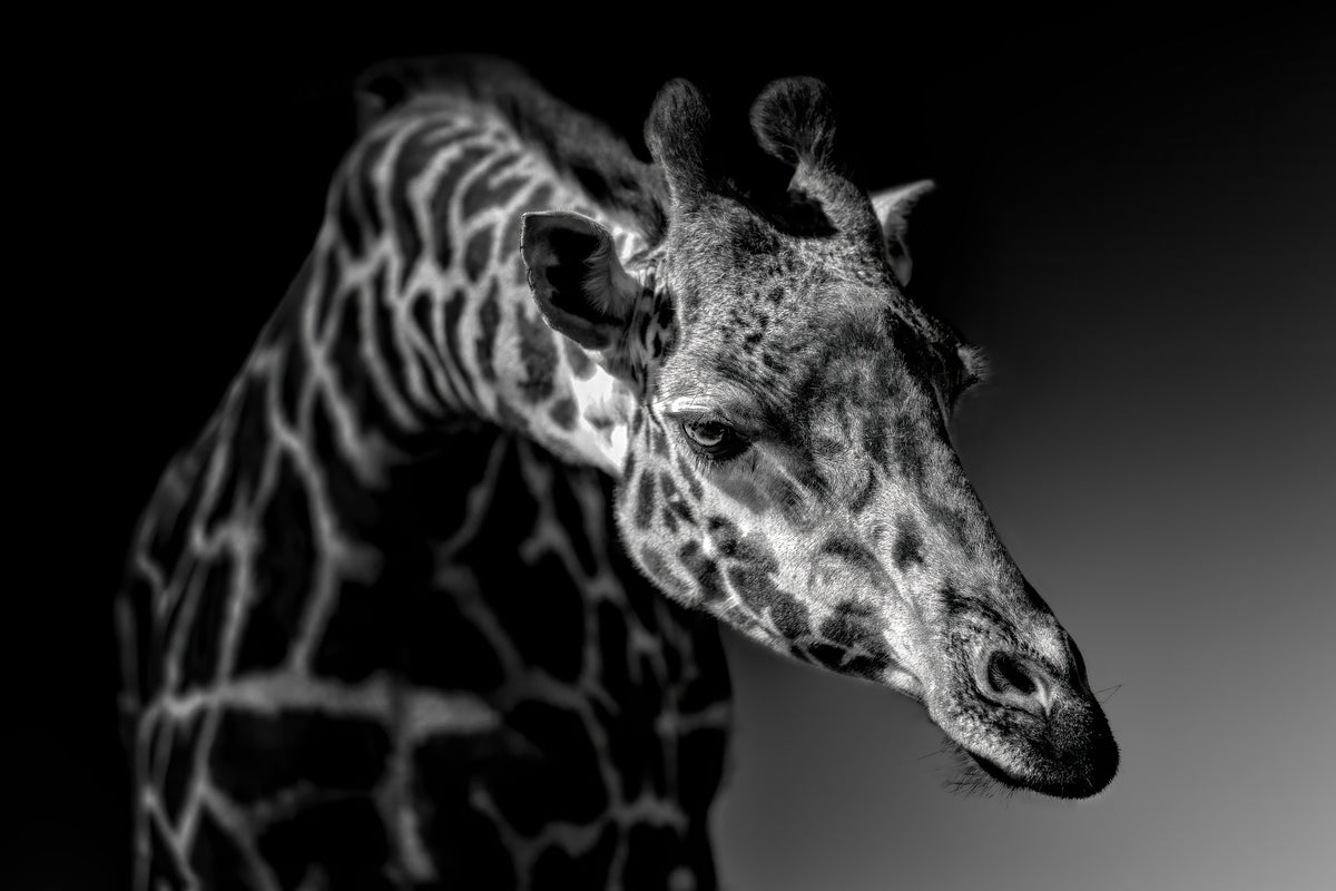 framedposter-print-giraffe-x