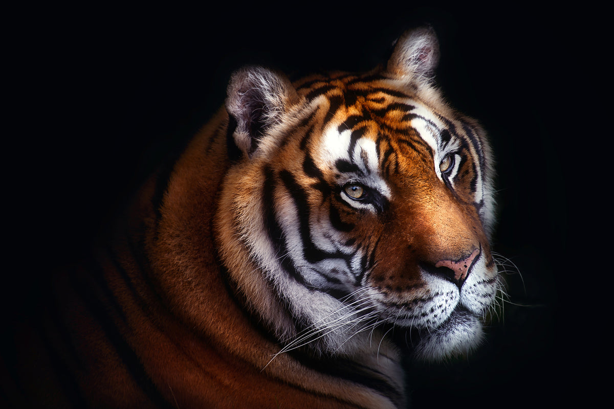 aluminium-print-tiger-x