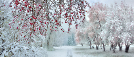 panoramic-poster-print-white-winter-red-fruit