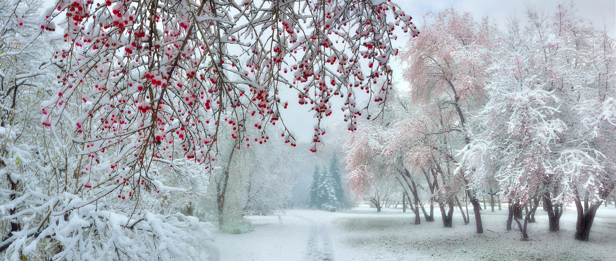 panoramic-poster-print-white-winter-red-fruit