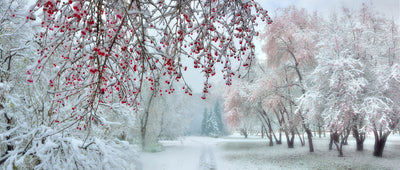 panoramic-poster-print-white-winter-red-fruit