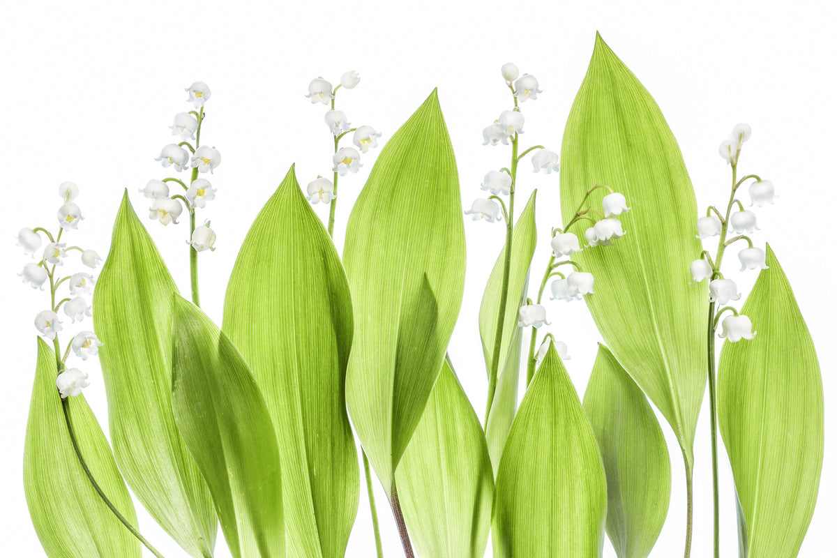 modern-3-piece-acrylic-print-lily-of-the-valley