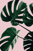 canvas-print-monstera-pink-no-08