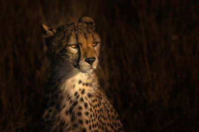 poster-print-the-portrait-of-a-cheetah-x