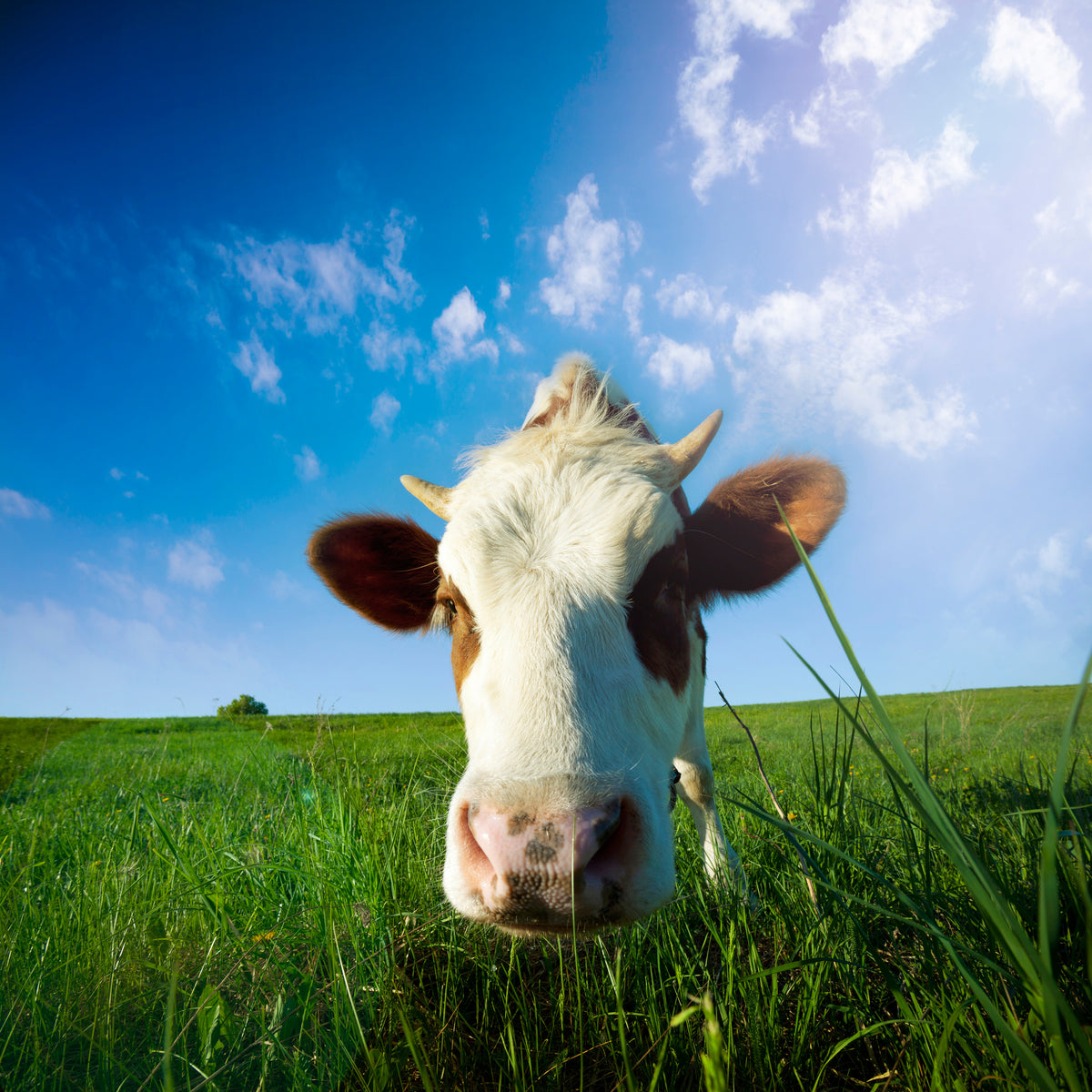 canvas-print-the-cow