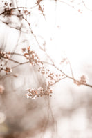 acrylic-print-last-spring-3