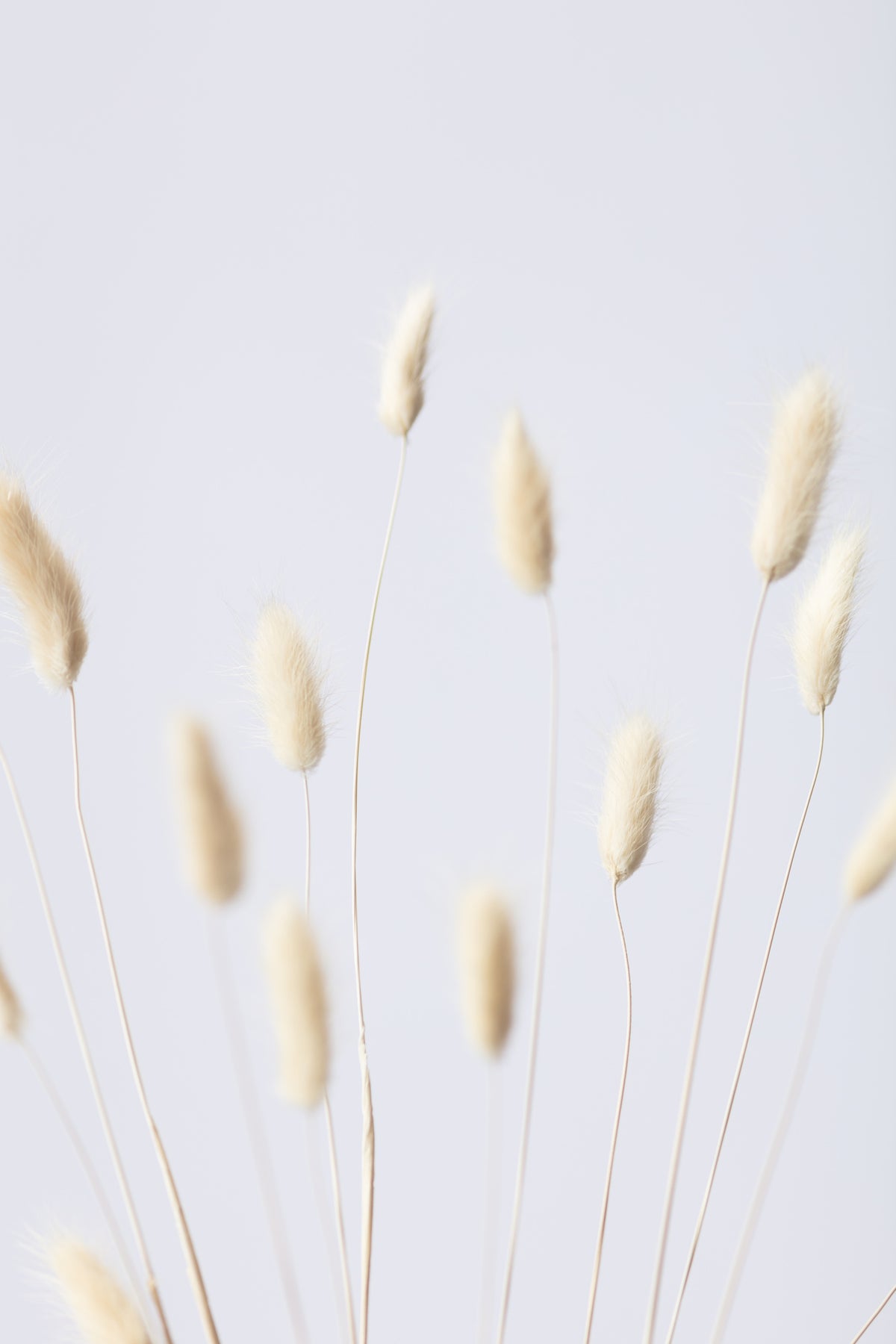 poster-print-bunny-grass-no-3-2