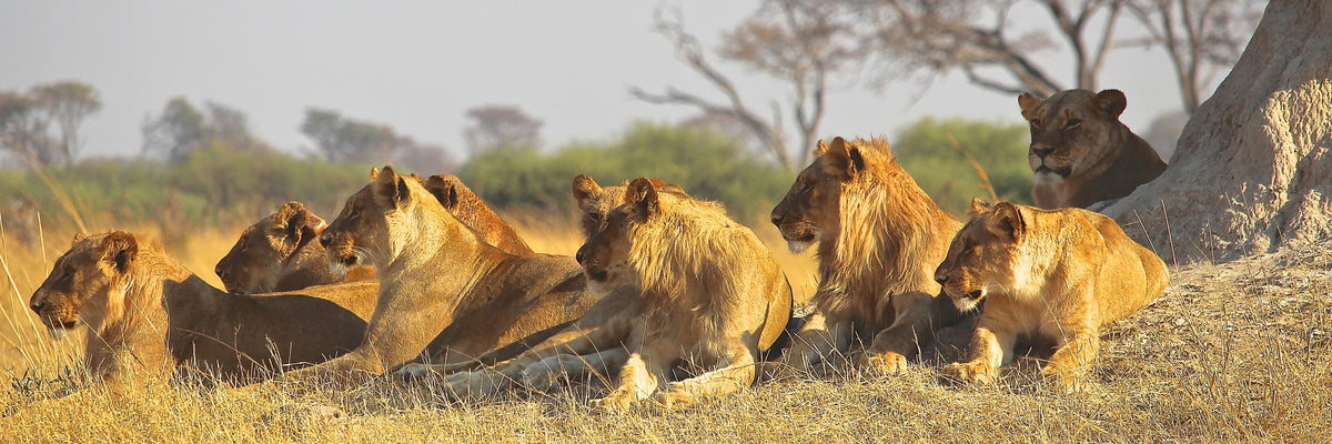 panoramic-canvas-print-lion-family-panorama