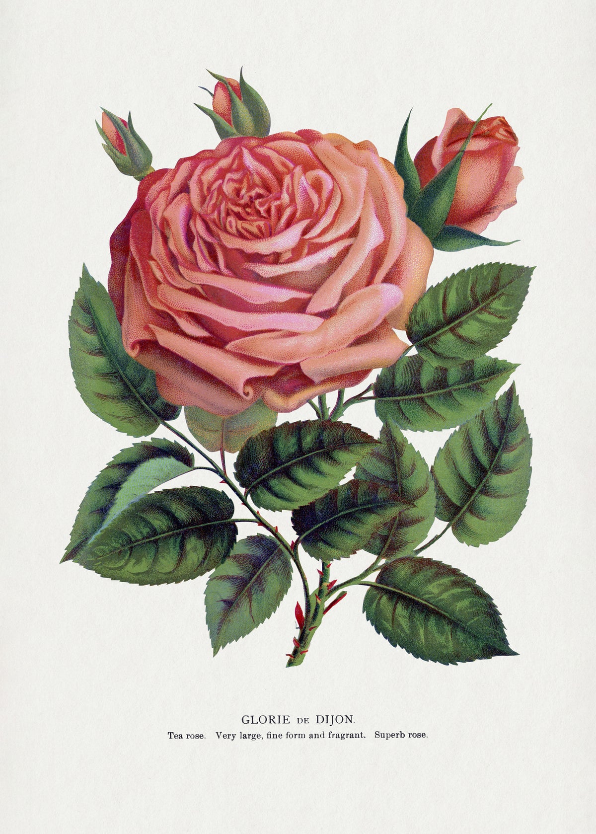 aluminium-print-pink-rose-glorie-de-dijon-lithograph
