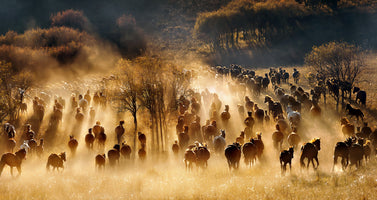 poster-print-horses-2