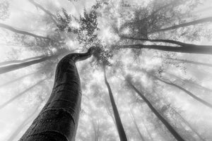 acrylic-print-up-to-the-light