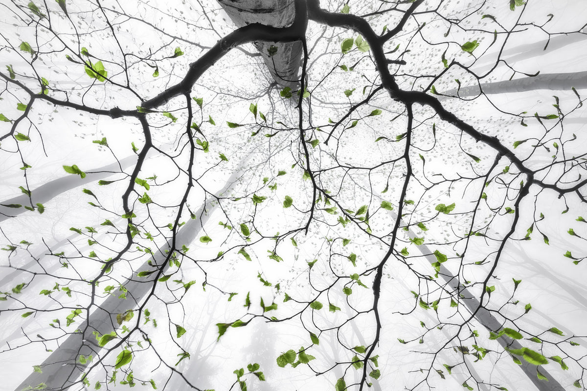 3-piece-canvas-print-leaves-of-spring
