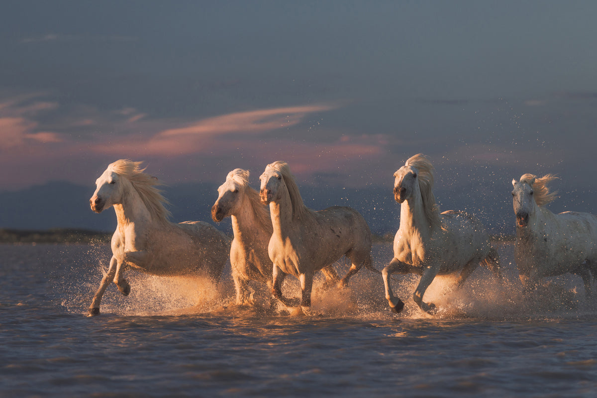acrylic-print-camargue-horses-on-sunset-xve