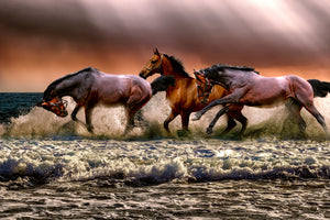 framedcanvas-print-freedom-for-horses