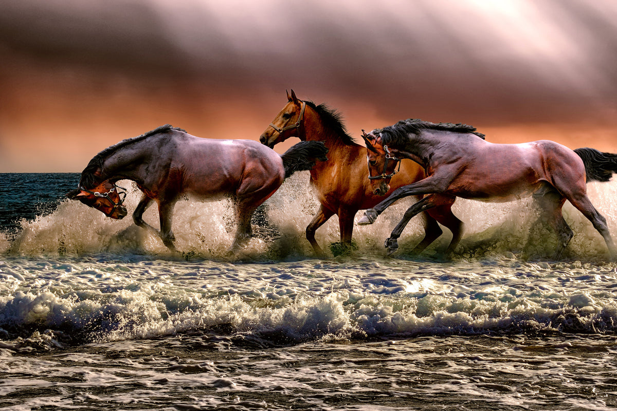 framedcanvas-print-freedom-for-horses