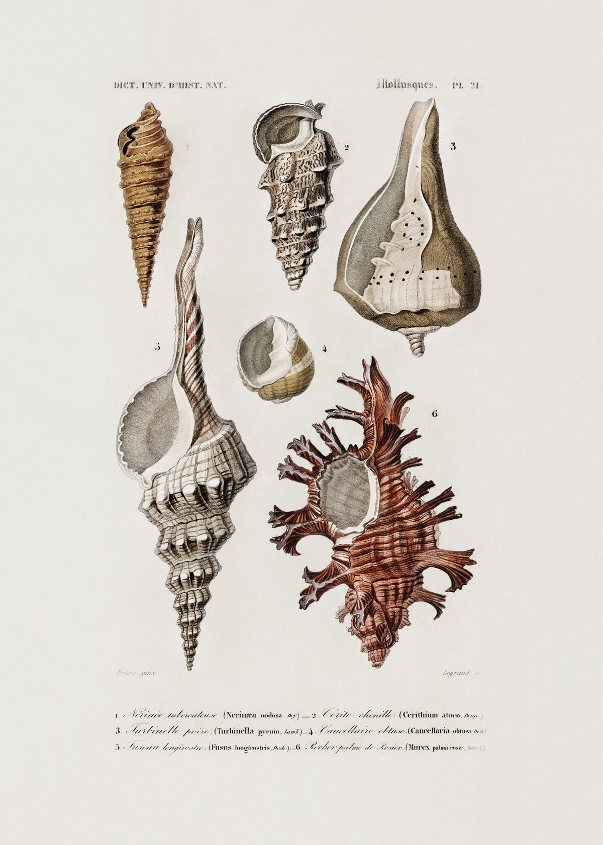 framedposter-print-sealife-ii-2