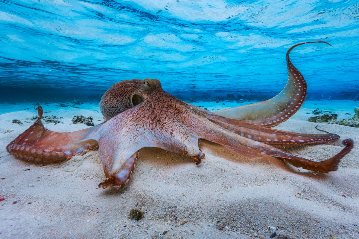 modern-3-piece-aluminium-print-octopus