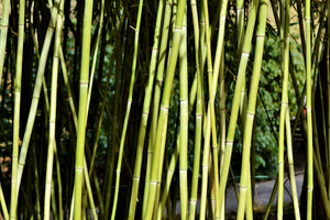 3-piece-aluminium-print-fresh-bamboo