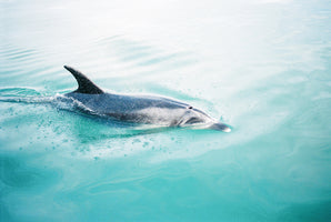 canvas-print-dolphin-nz-northern