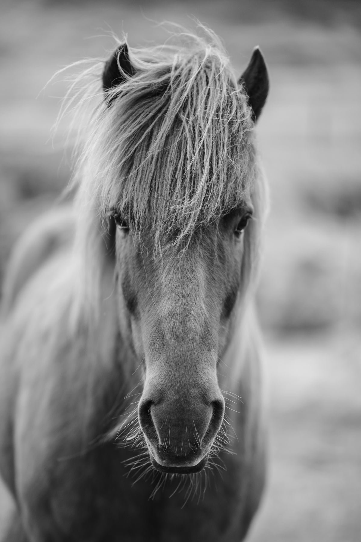 framedcanvas-print-horse-being-at-the-corridor