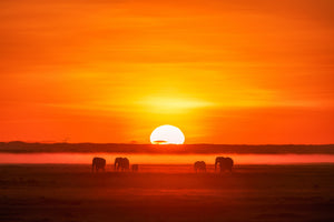 framedcanvas-print-africa-impression-x