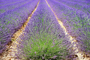 3-piece-canvas-print-the-lavender-field