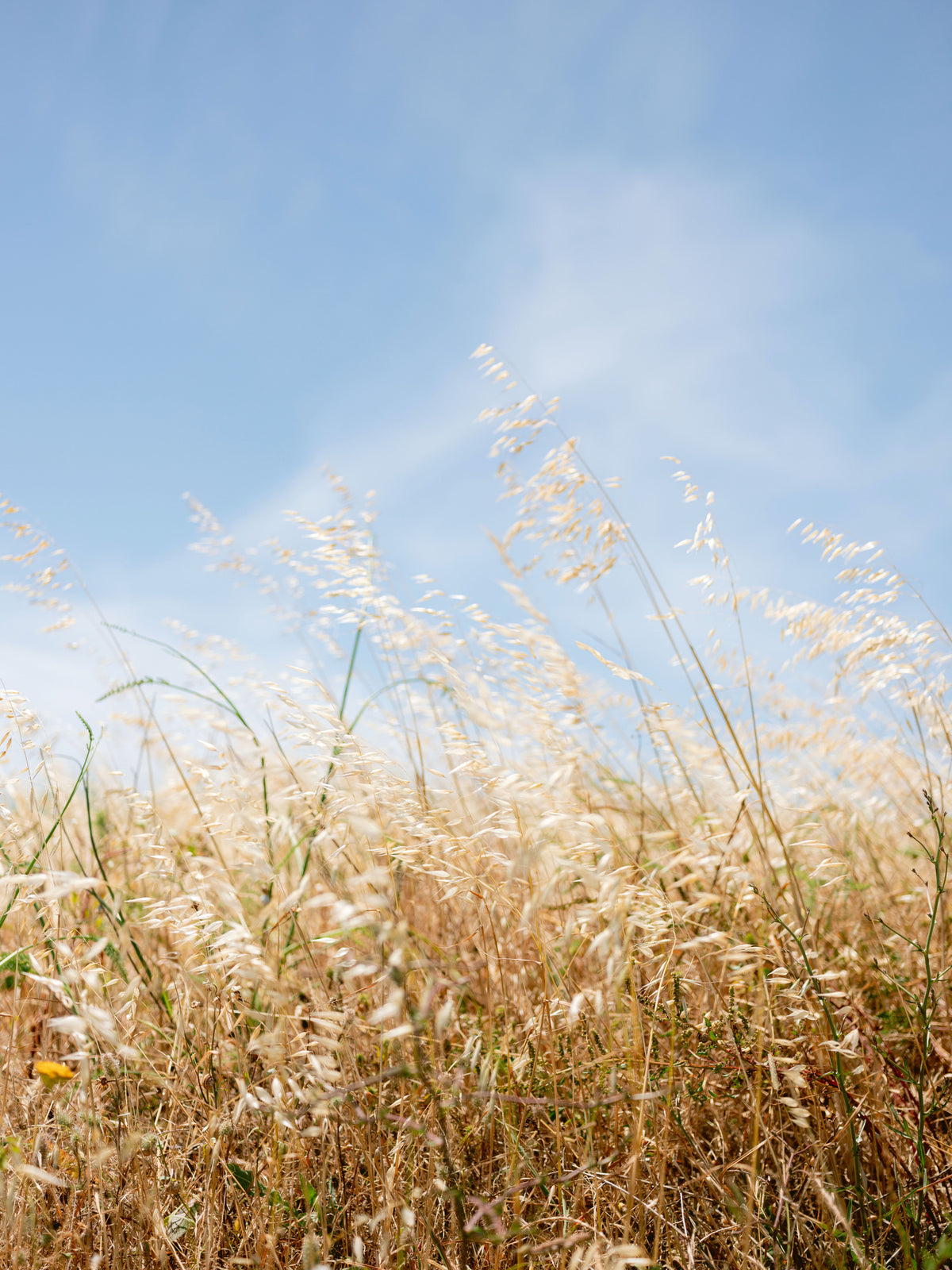 acrylic-print-moving-grass