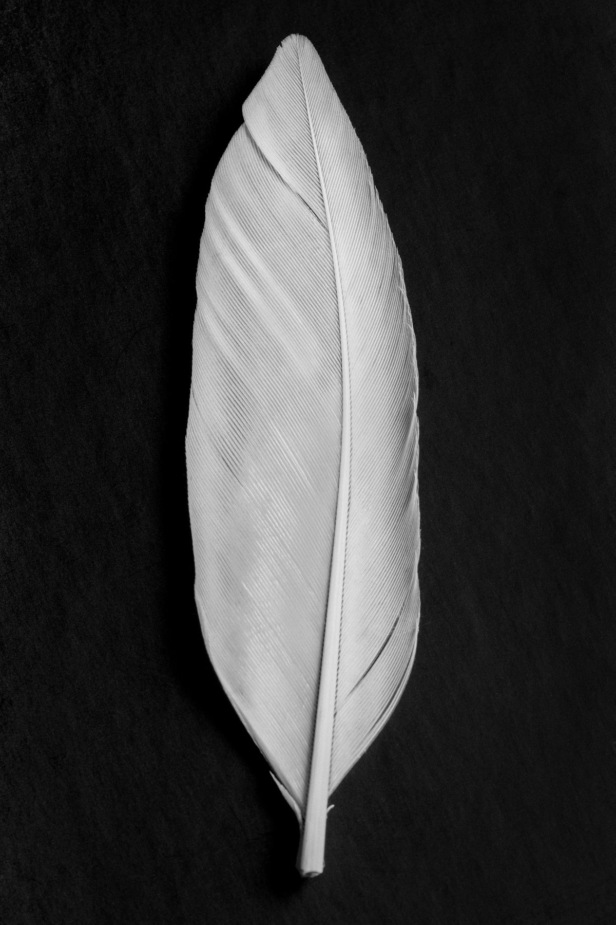 framedcanvas-print-feather-008
