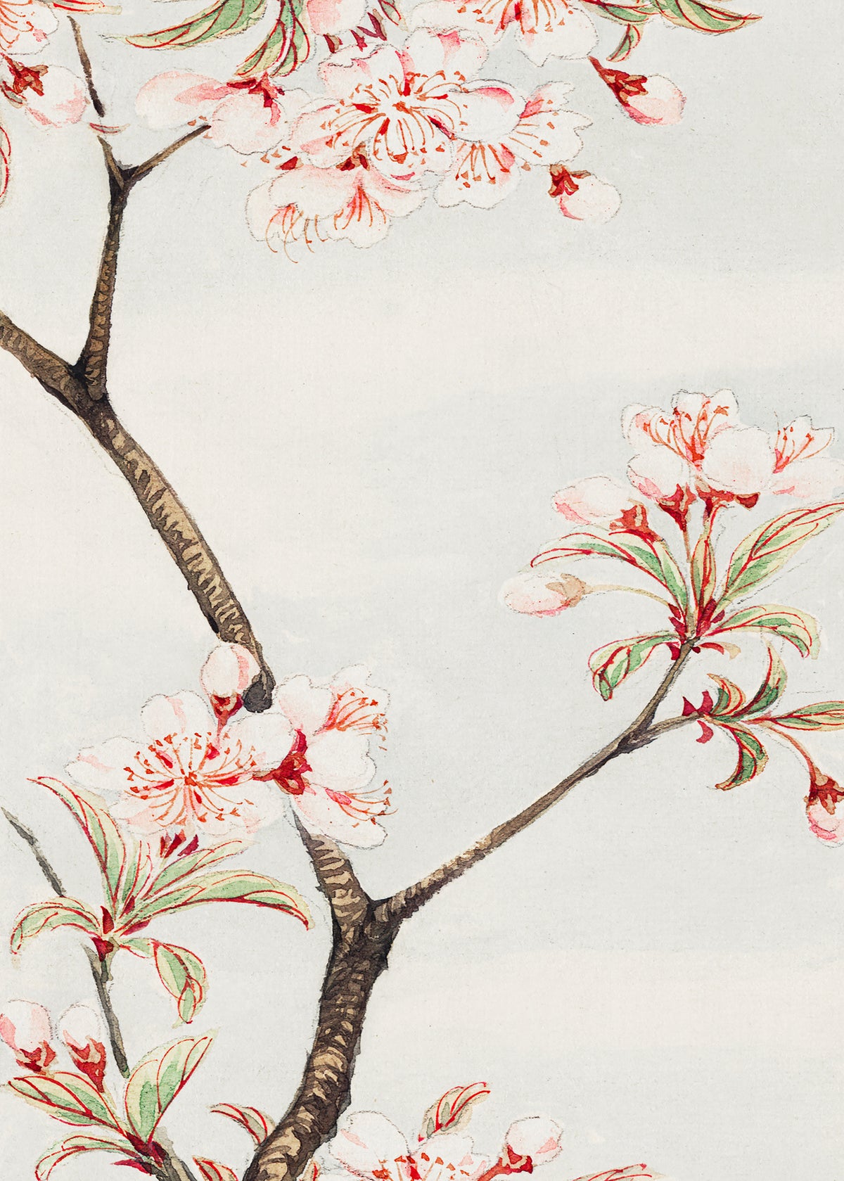 acrylic-print-sakura-cherry-during-1870-1880