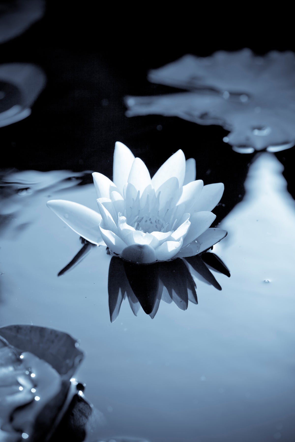 canvas-print-black-and-white-photograph-waterlily