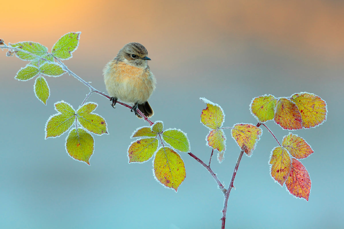 3-piece-canvas-print-winter-colors