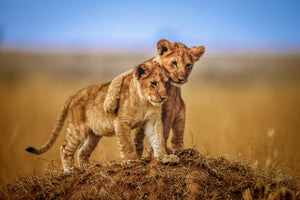 acrylic-print-brothers-for-life